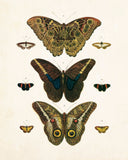 Vintage Butterfly Series Plate No. 8