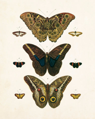 Vintage Butterfly Series Plate No. 8