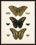 Vintage Butterfly Series Plate No. 8