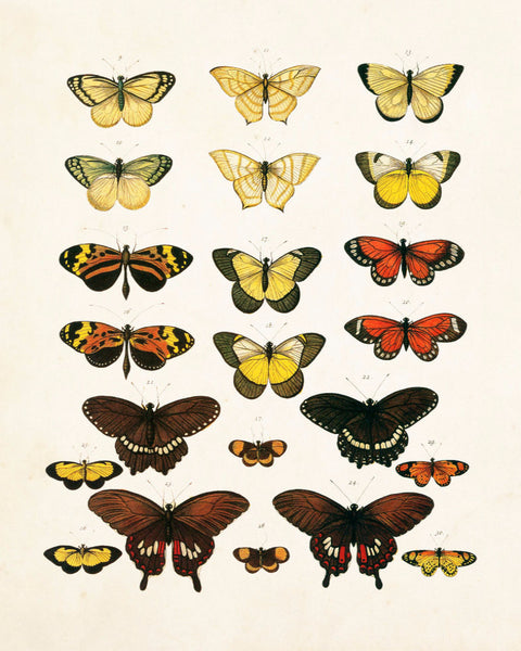 Vintage Butterfly Series Plate No. 6
