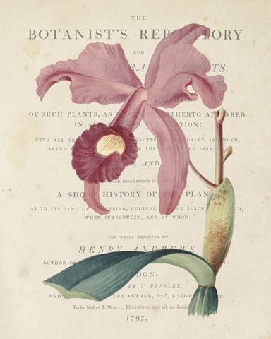 Vintage French Orchid Collage No.3 - Botanical Art Print