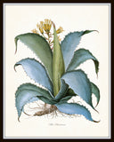 Aloe Americana Botanical Art Print