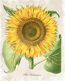 Antique Sunflower Botanical Art Print