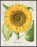Antique Sunflower Botanical Art Print