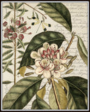 Botanical Dragonfly Botanical Print