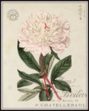 Vintage French Peony No.2 Botanical Print