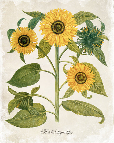 Antique Sunflower Trio Botanical Art Print