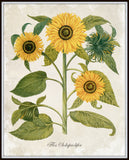 Antique Sunflower Trio Botanical Art Print