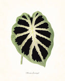 Vintage Botanical Tropical Leaf Series No. 7