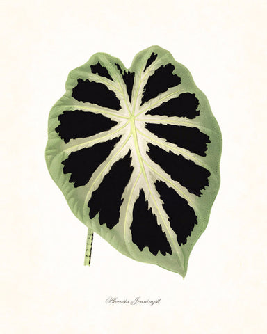 Vintage Botanical Tropical Leaf Series No. 7