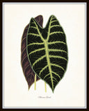 Vintage Botanical Tropical Leaf Series No. 4
