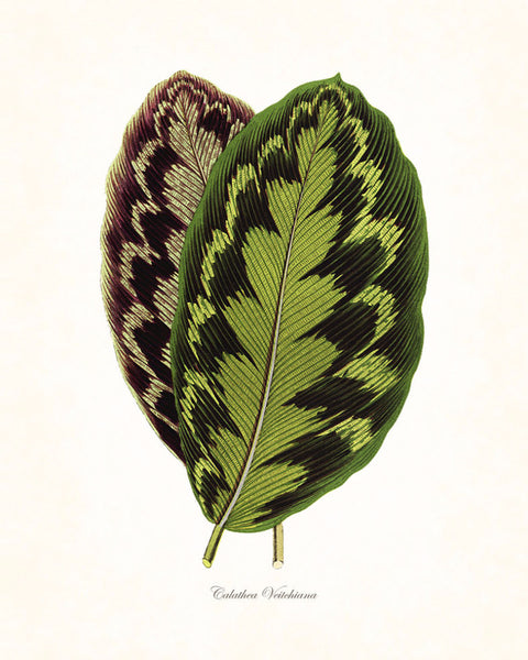 Vintage Botanical Tropical Leaf Series No.5