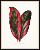 Vintage Botanical Tropical Leaf Series No. 3