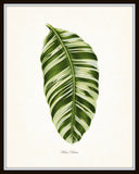 Vintage Botanical Tropical Leaf Series No. 1