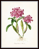 Vintage Orchid Flower Series No.13 - Botanical Print