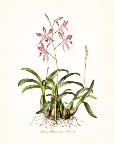 Vintage Orchid Flower Series No.9 - Botanical Print