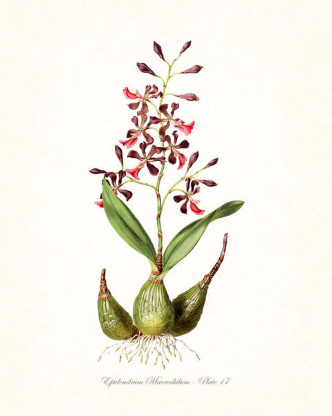 Vintage Orchid Flower Series No.17- Botanical Print