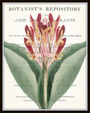 Vintage Botanical Canna Collage No. 34