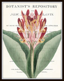 Vintage Botanical Canna Collage No. 34