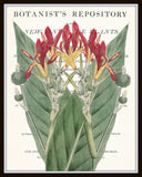 Vintage Botanical Canna Collage No. 30