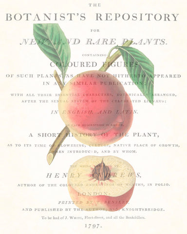 Vintage Botanical Peach Collage No. 1