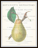 Vintage Botanical Pear Collage No. 2