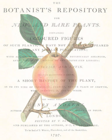 Vintage Botanical Pear Collage No.3