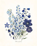 Fleurs de Jardin Blue Series No.1 - Botanical Art Print