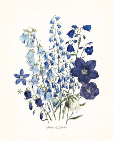 Fleurs de Jardin Blue Series No.1 - Botanical Art Print