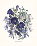 Fleurs de Jardin Blue Series No.3 - Botanical Art Print
