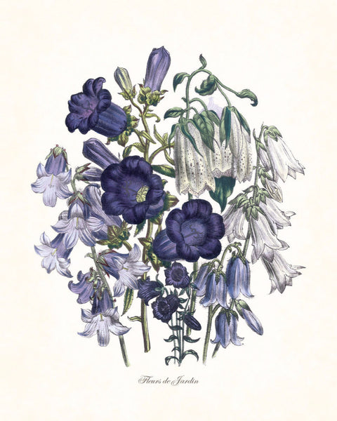 Fleurs de Jardin Blue Series No.3 - Botanical Art Print