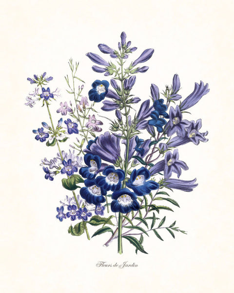 Fleurs de Jardin Blue Series No.4 - Botanical Art Print