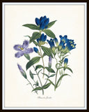 Fleurs de Jardin Blue Series No.5 - Botanical Art Print