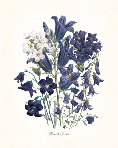Fleurs de Jardin Blue Series No.2 - Botanical Art Print