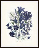 Fleurs de Jardin Blue Series No.2 - Botanical Art Print