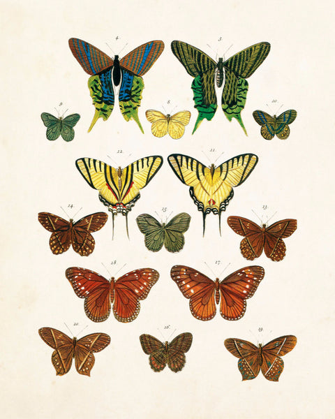 Vintage Butterfly Series Plate No. 3