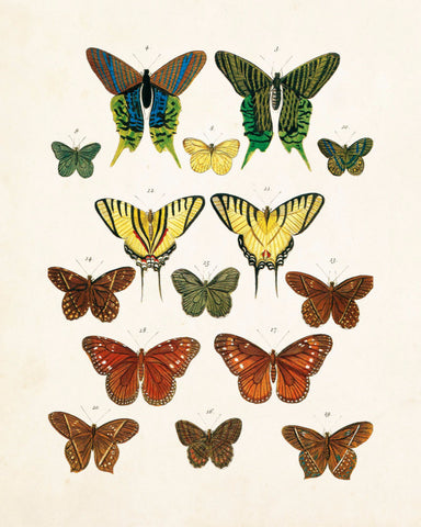Vintage Butterfly Series Plate No. 3