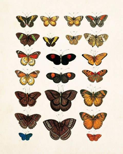 Vintage Butterfly Series Plate No. 4