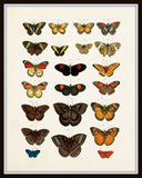 Vintage Butterfly Series Plate No. 4