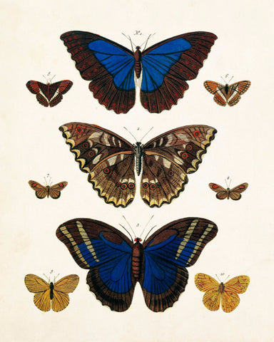 Vintage Butterfly Series Plate No. 7
