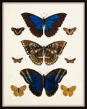 Vintage Butterfly Series Plate No. 7