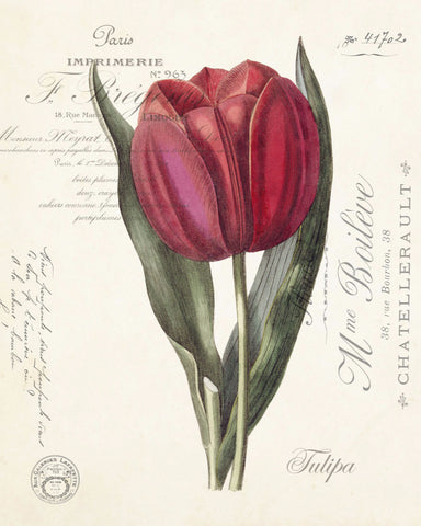 Vintage Tulip Collage No. 66 - Botanical Print