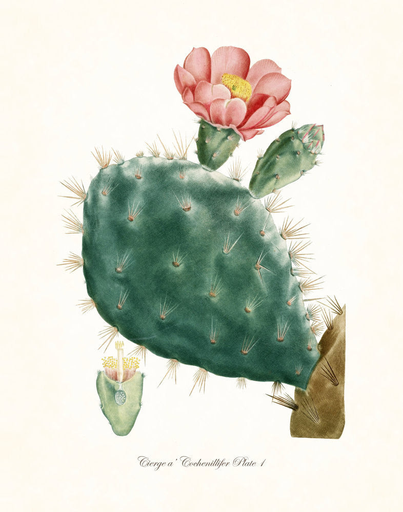 prickly pear cactus botanical illustration French Cactus Series No.1