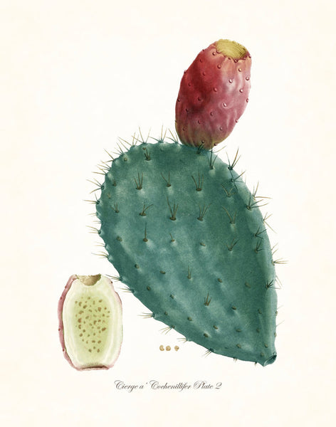 French Cactus Series No.2 - Botanical Art Print