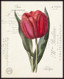 Vintage Tulip Collage No. 66 - Botanical Print