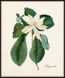 Magnolia No.60 Botanical Print