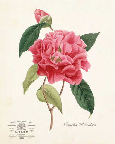 French Camelia Reticulata Botanical Art Print
