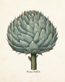 Antique Artichoke No. 1 Botanical Print