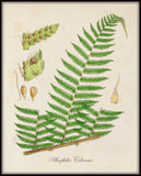 British Fern No.1 Botanical Print - Giclee Art Print