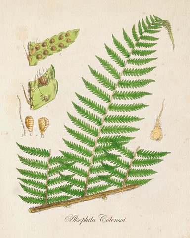 British Fern No.1 Botanical Print - Giclee Art Print